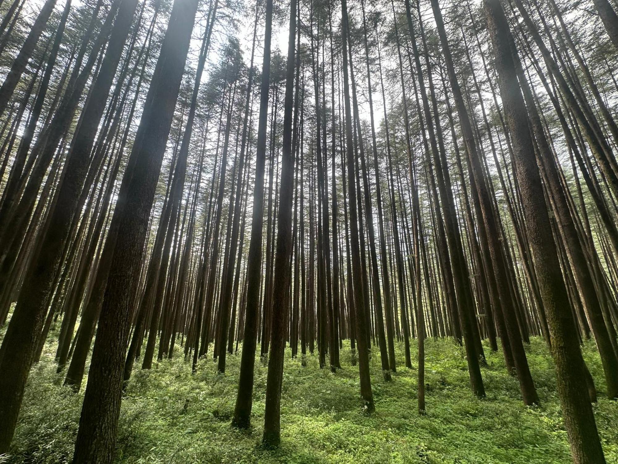 Deodar Village Homestay Devalsari Mussoorie Exteriör bild