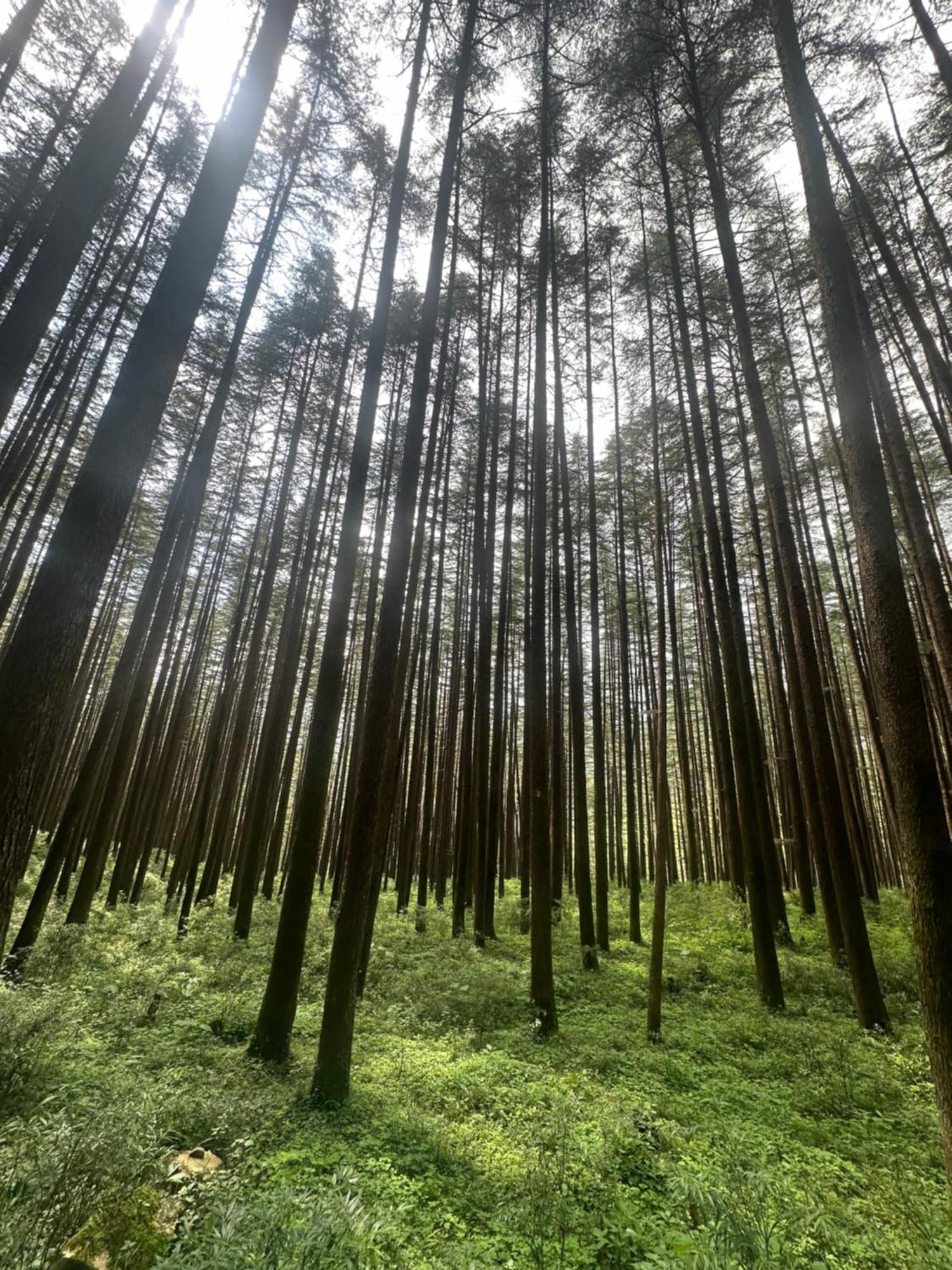 Deodar Village Homestay Devalsari Mussoorie Exteriör bild